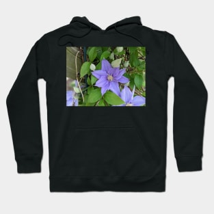 Clematis Fuji-Museme Flowers 2 Hoodie